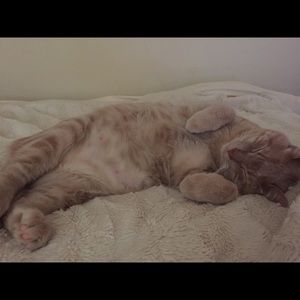 Meet your Posher, Lindsay